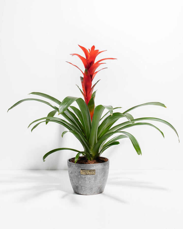 A full view of a Bromeliad Guzmania plant featuring a vibrant red flower spike emerging from a rosette of arching green leaves, presented in a gray textured Lively Root decorative planter against a white background.