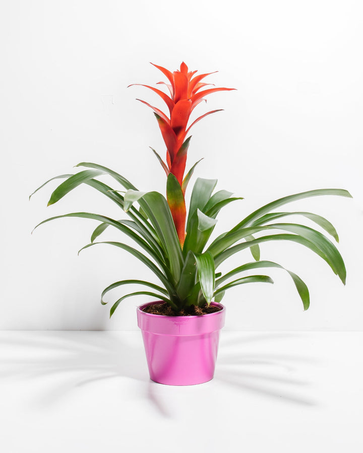 Bromeliad Guzmania
