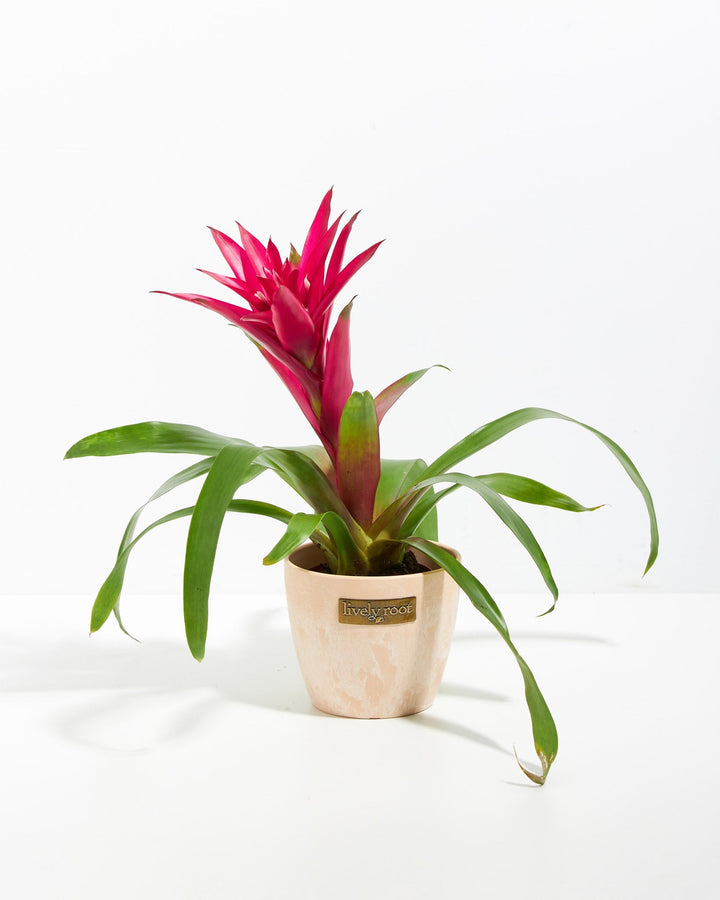 A full view of a Bromeliad Guzmania plant featuring a vibrant pinkish-red flower spike emerging from a rosette of arching green leaves, presented in a light peach-colored textured Lively Root decorative planter against a white background.