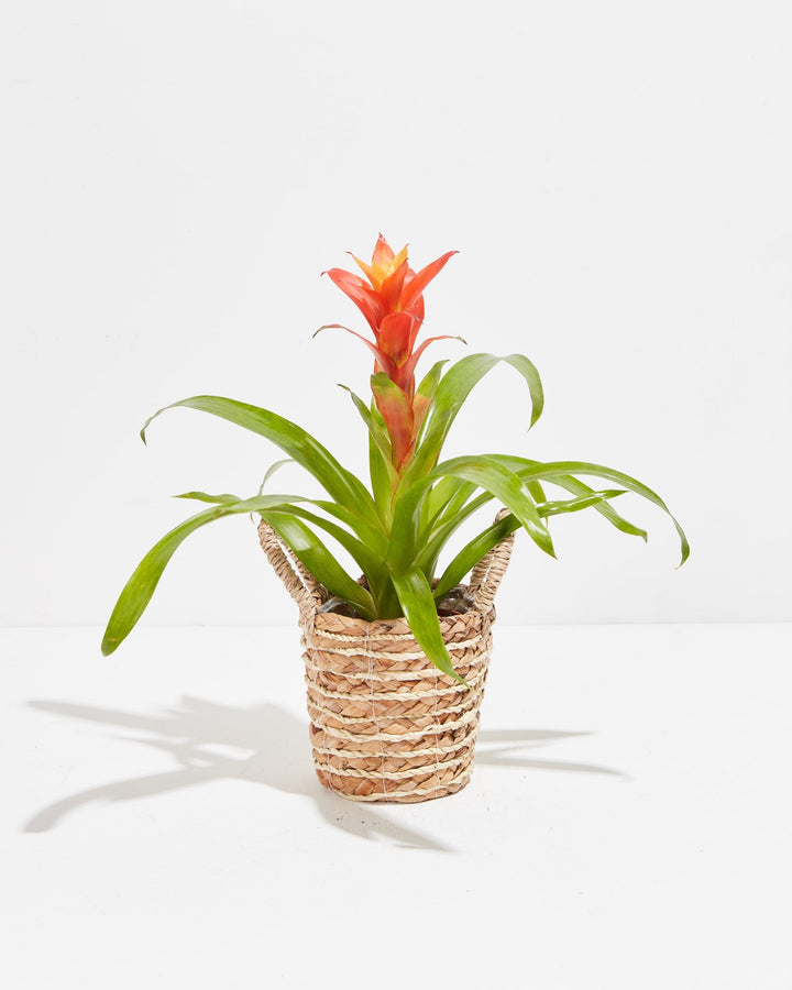 Bromeliad Guzmania