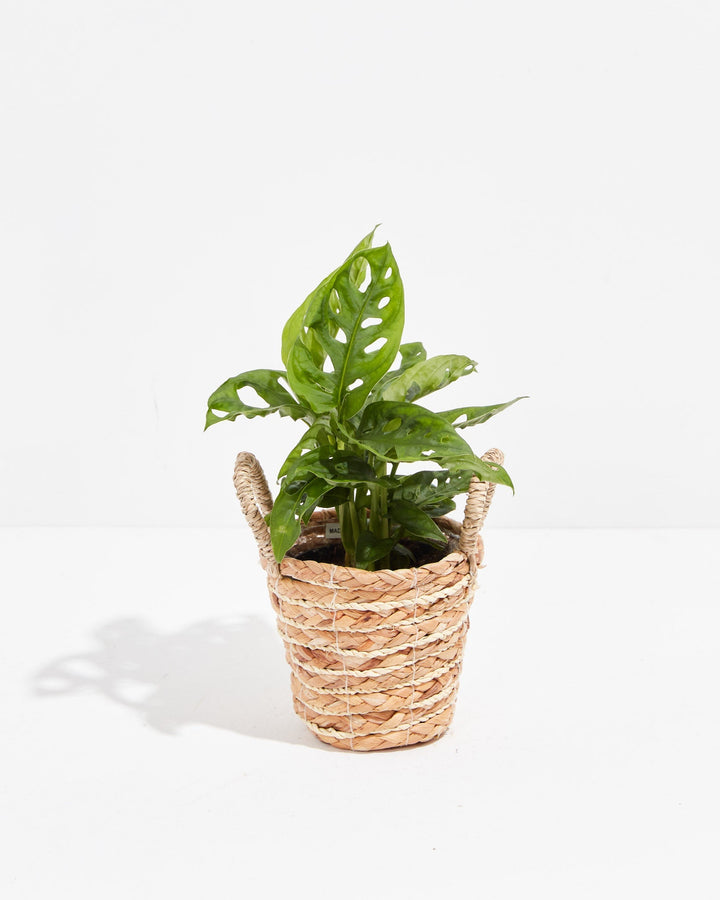 Swiss Cheese Plant featuring an upright growth habit with unique, bright green leaves showcasing distinct oval-shaped holes, housed in a woven straw basket planter with small handles, centered against a clean white background.