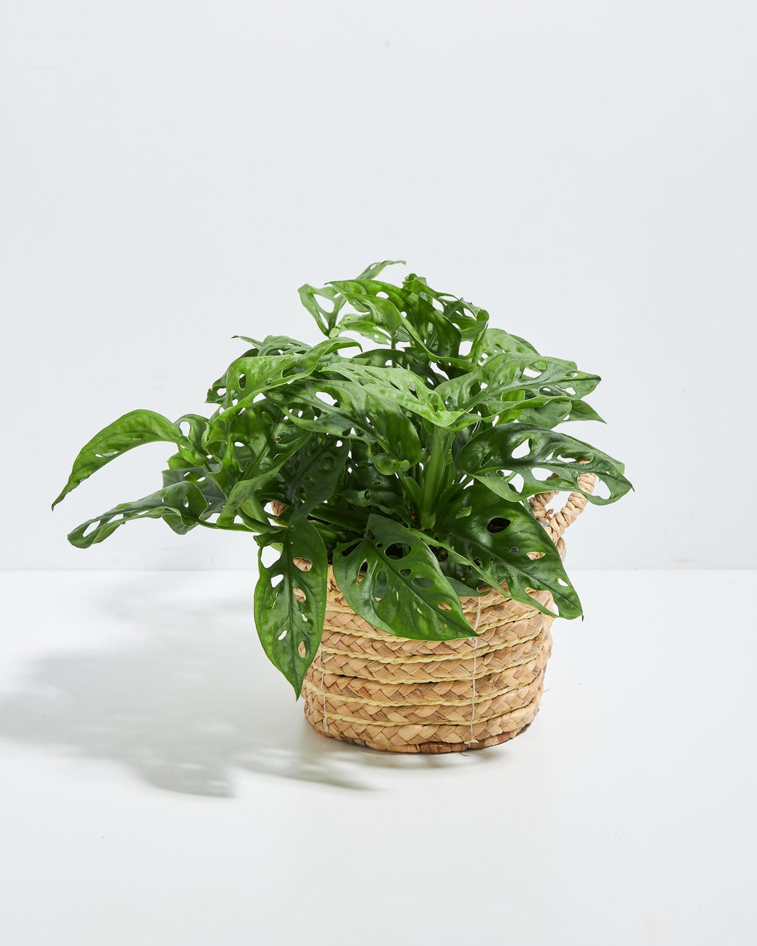 Swiss Cheese Plant