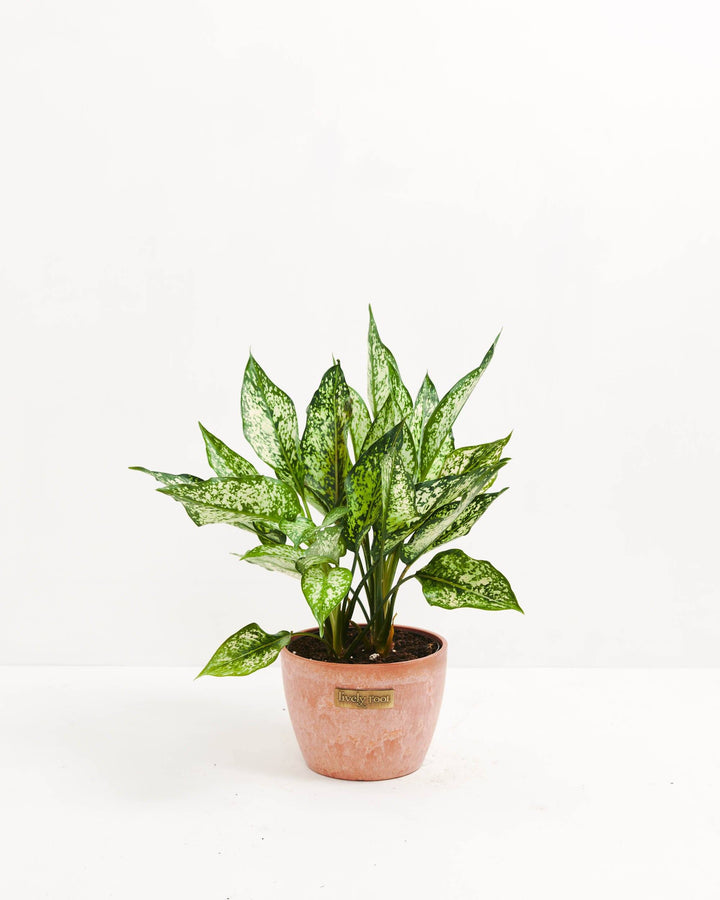 Chinese Evergreen (Aglaonema)