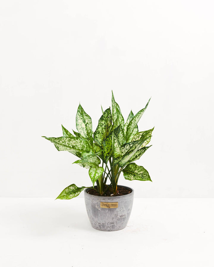 Chinese Evergreen (Aglaonema)