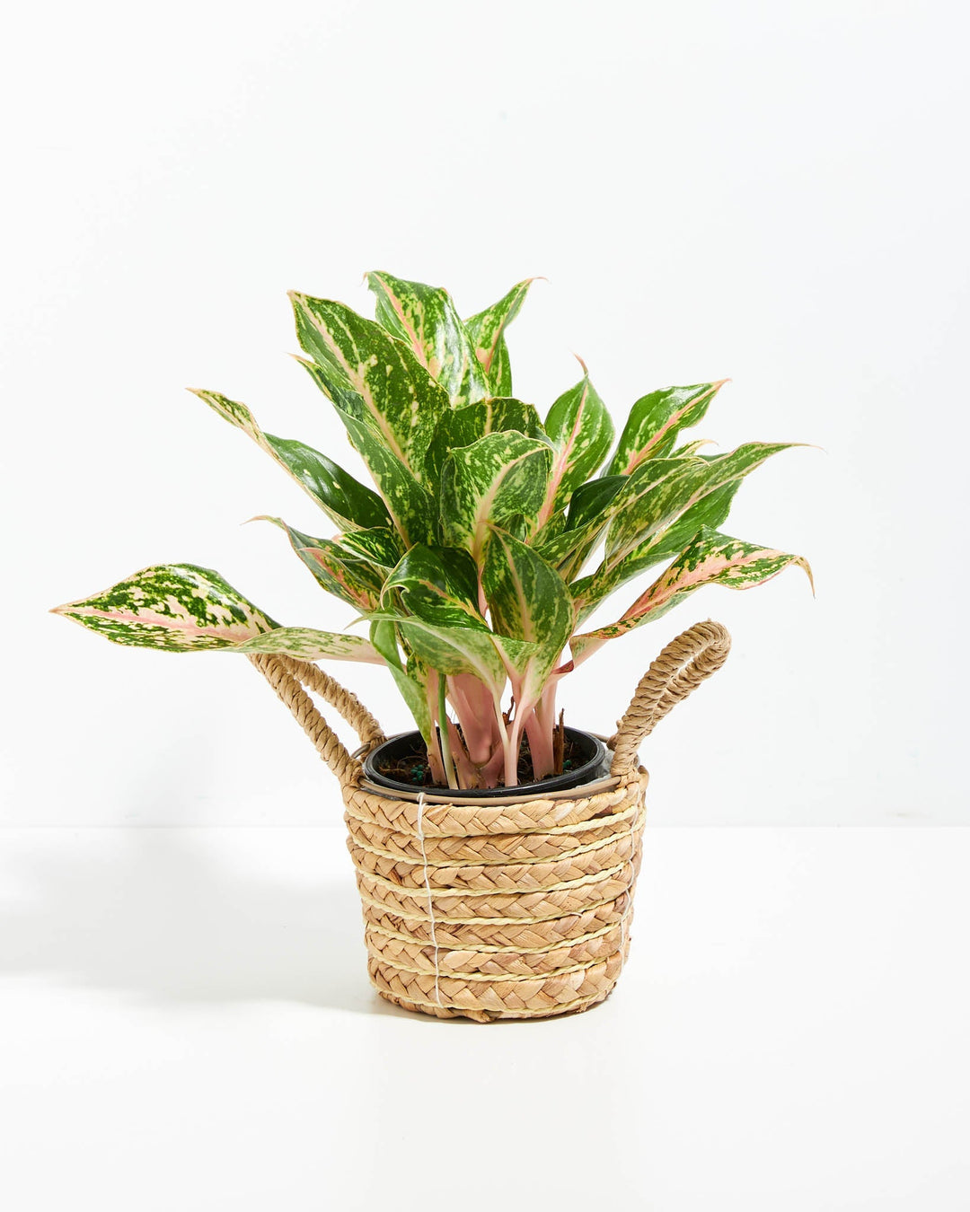 Chinese Evergreen (Aglaonema)