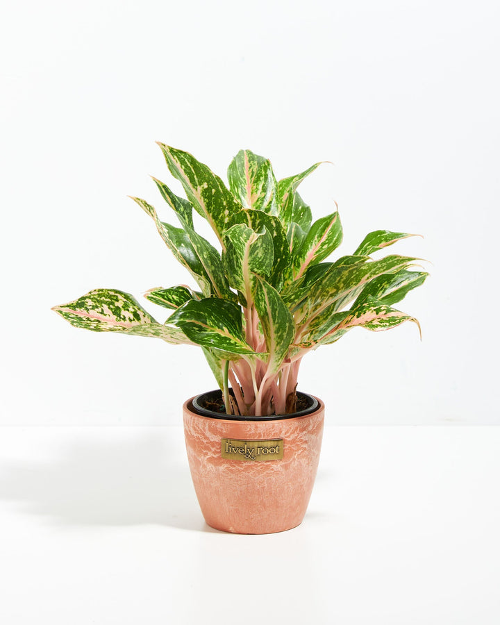Chinese Evergreen (Aglaonema)