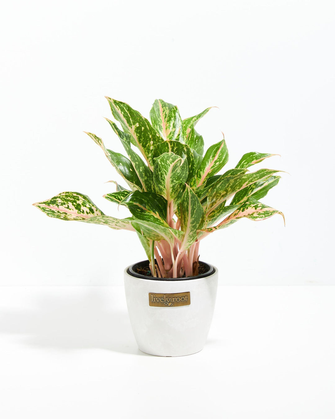 Chinese Evergreen (Aglaonema)