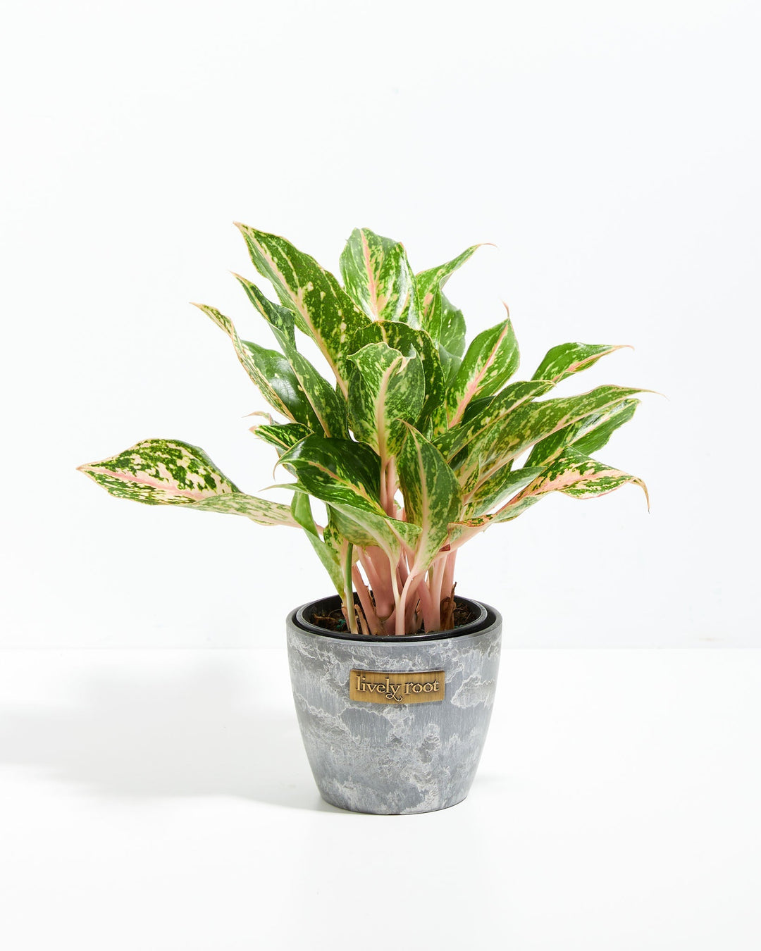 Chinese Evergreen (Aglaonema)