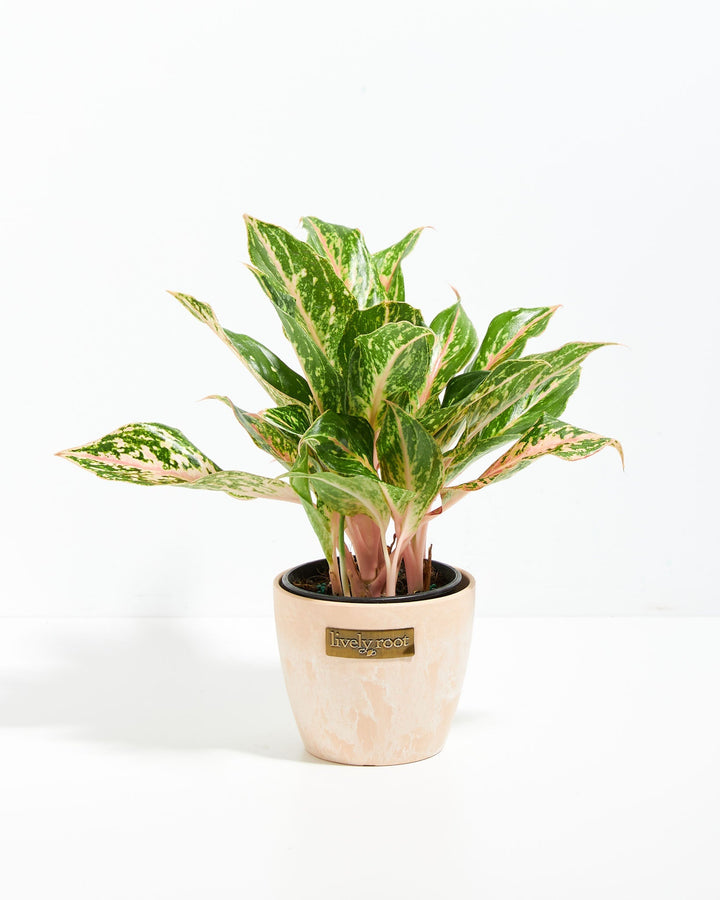 Chinese Evergreen (Aglaonema)