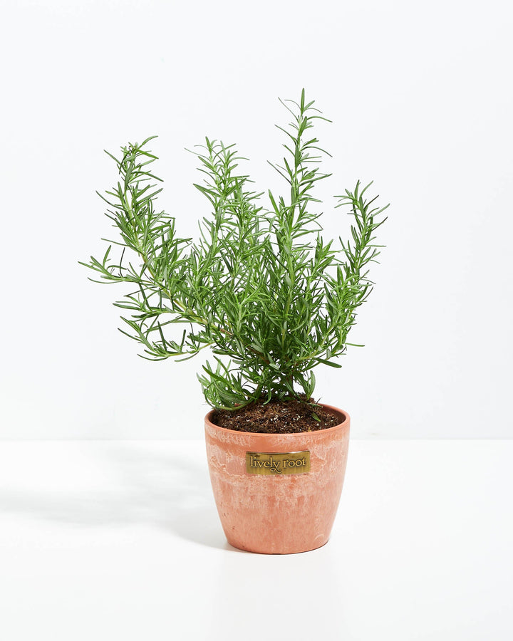 Tuscan Blue Rosemary