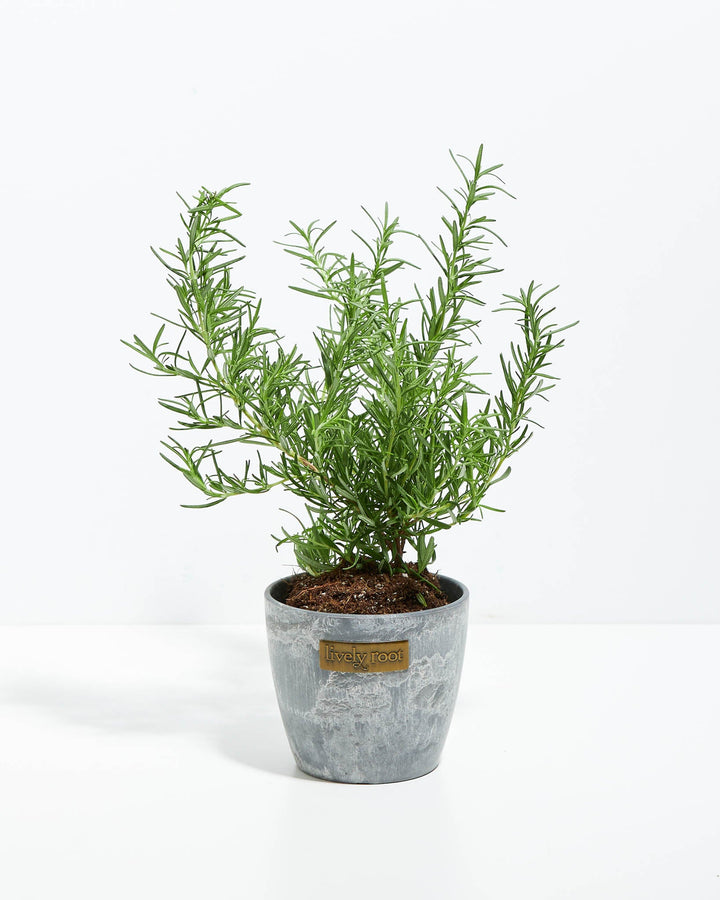 Tuscan Blue Rosemary