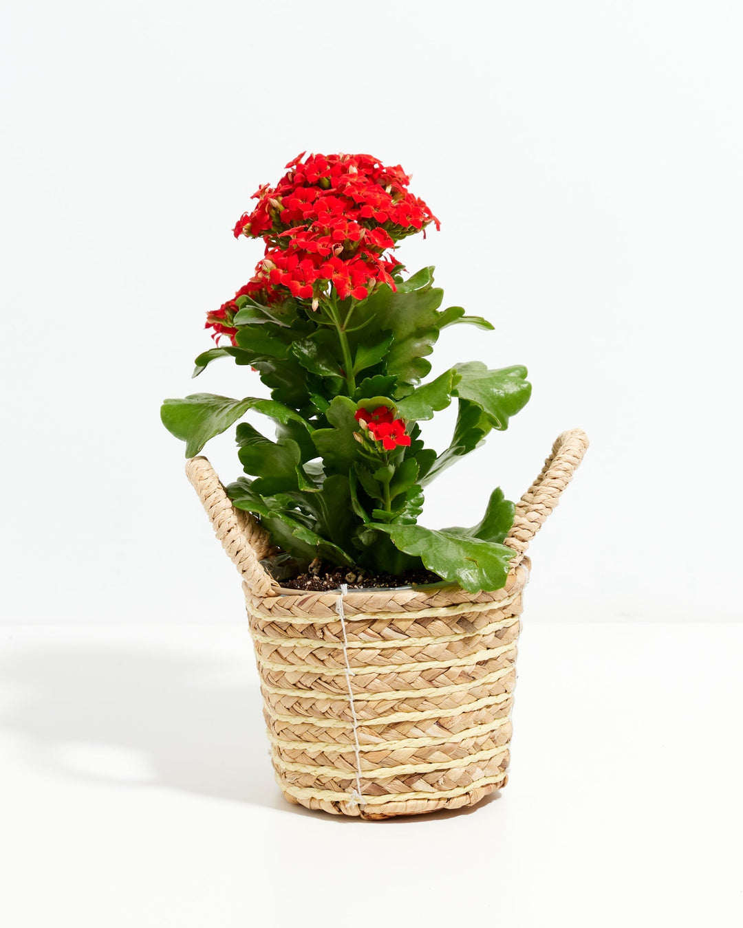 Blooming Kalanchoe blossfeldiana, red flowers, natural woven basket with rope handles, dense green leaves, potted succulent