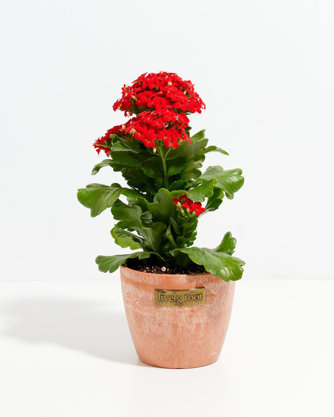 Bright red Kalanchoe blossfeldiana, peachy-coral ceramic pot with Lively Root label, fleshy green leaves, blooming succulent plant
