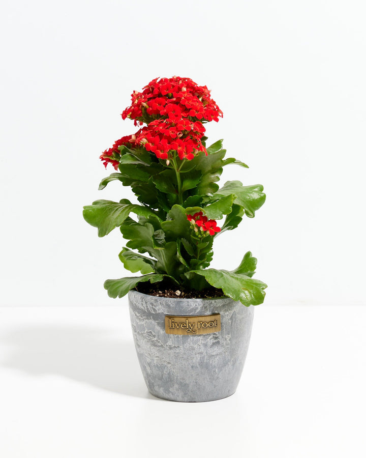 Deep red Kalanchoe blossfeldiana flowers, gray textured ceramic planter with Lively Root label, dense green foliage, indoor succulent