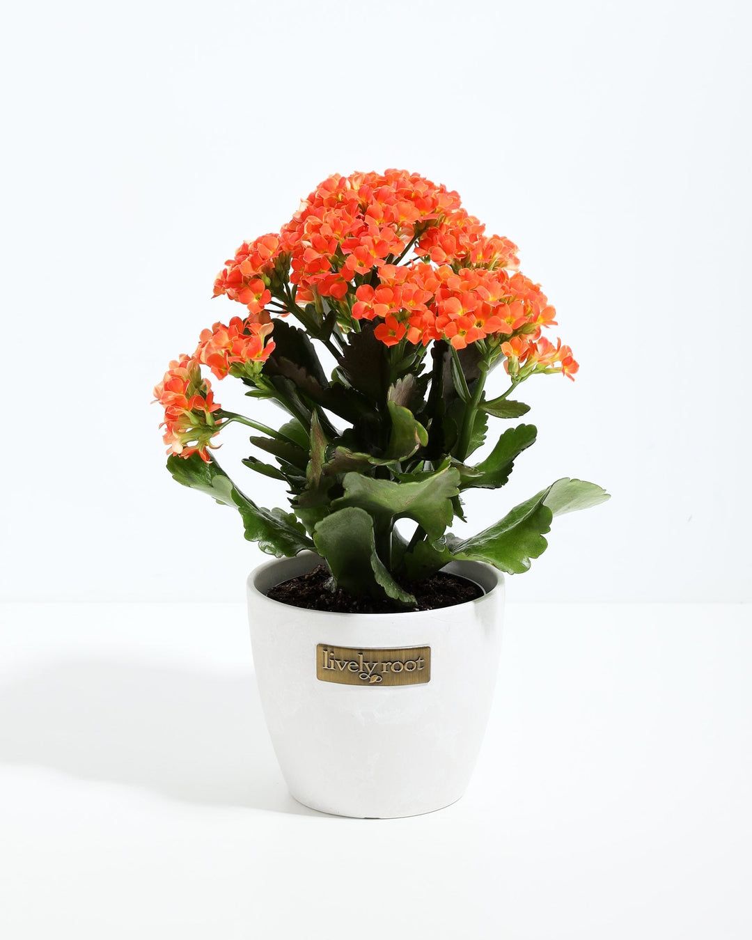 Orange Kalanchoe blossfeldiana, white ceramic pot with Lively Root label, thick green succulent leaves, flowering plant