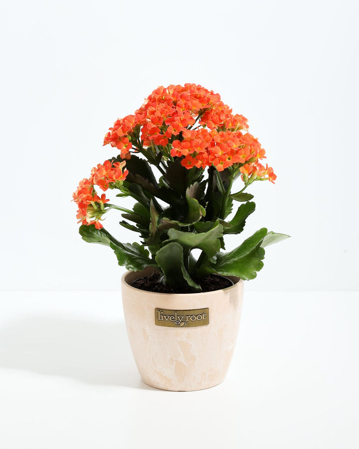 Orange-red Kalanchoe blossfeldiana flowers, cream colored ceramic pot with Lively Root label, green succulent foliage, flowering houseplant