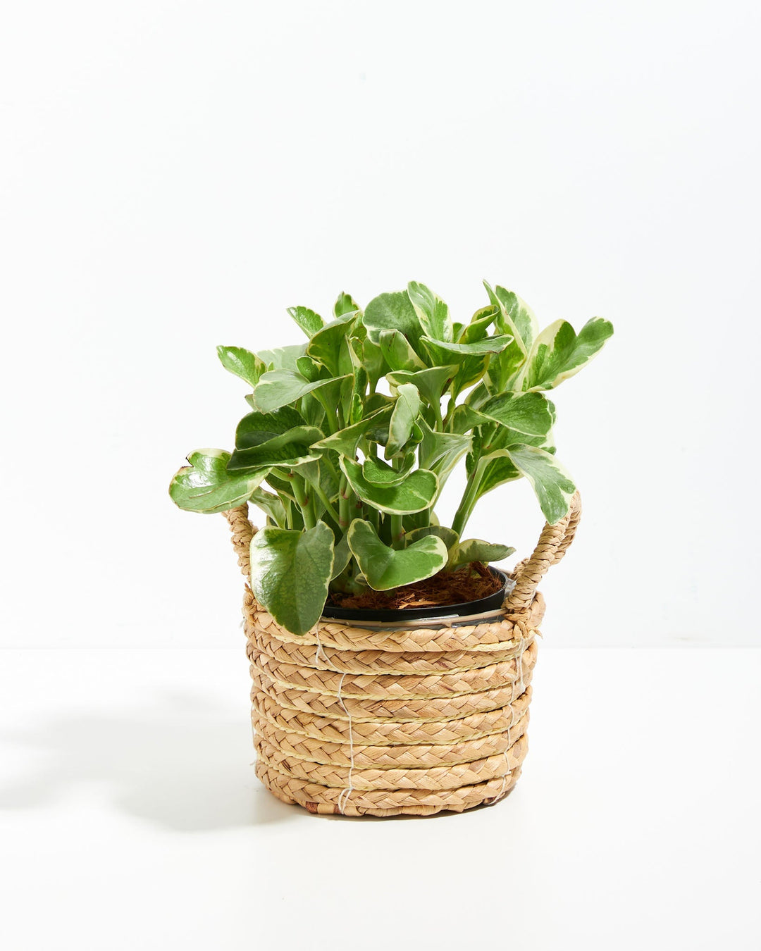 Peperomia Variegata - live indoor plant with green and cream variegated leaves, woven basket included