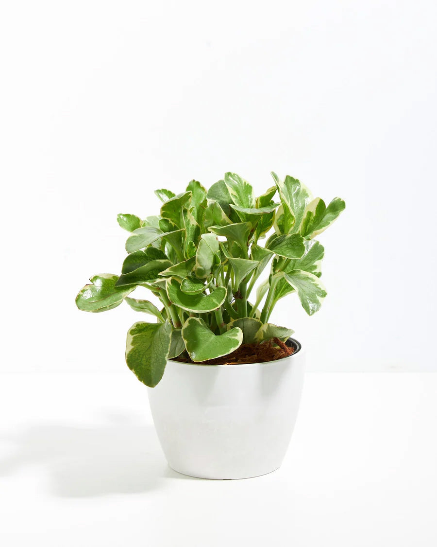 Peperomia Variegata - live indoor plant with green and cream variegated leaves, white pot included
