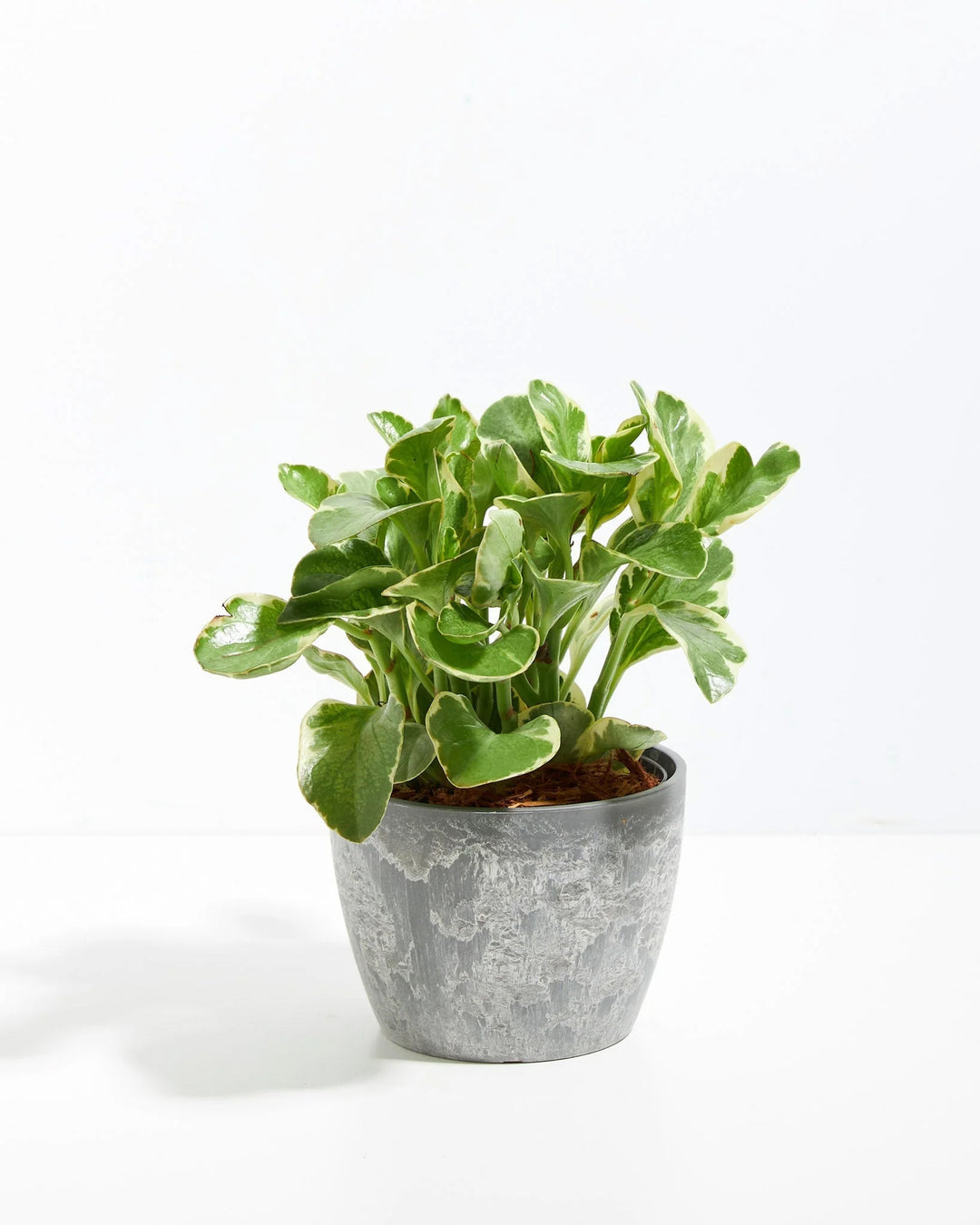 Peperomia Variegata - live indoor plant with green and cream variegated leaves, gray pot included