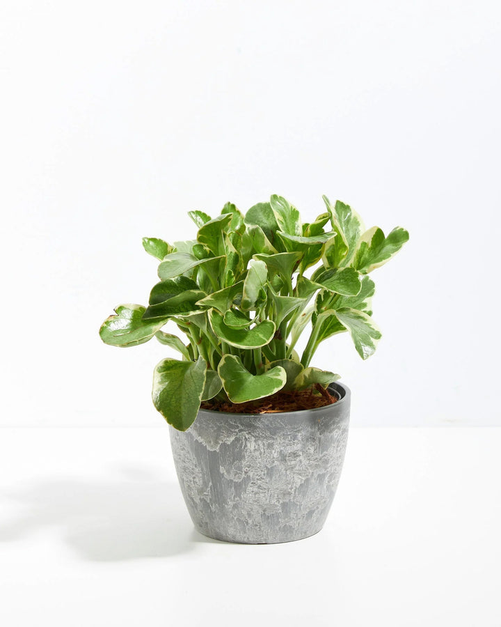 Peperomia Variegata - live indoor plant with green and cream variegated leaves, gray pot included