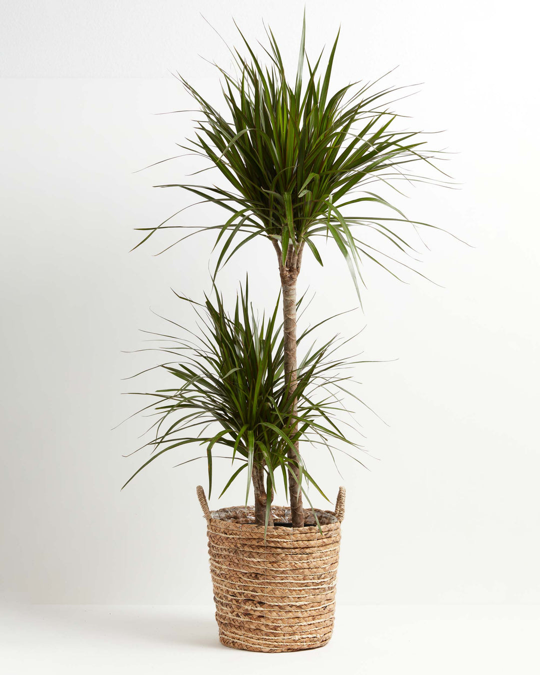 Dracaena Marginata (Dragon Tree Plant)