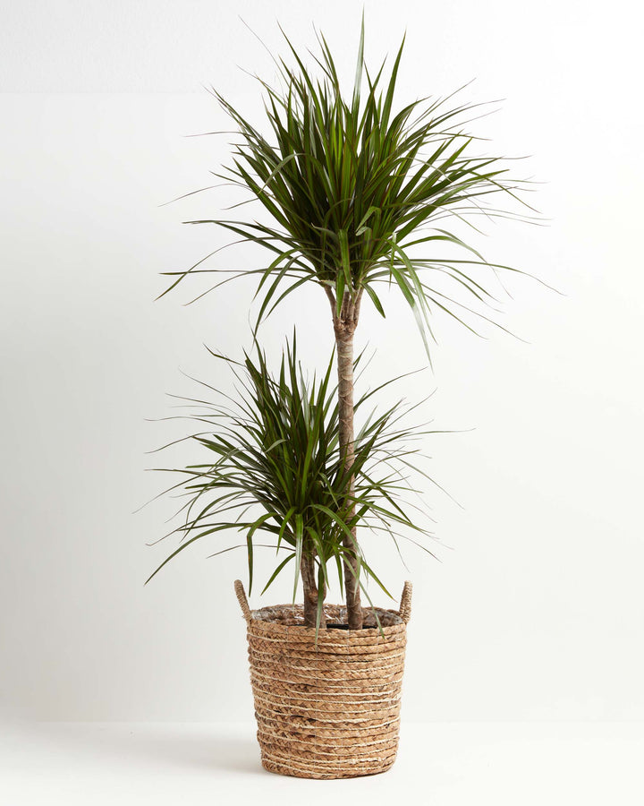 Dracaena Marginata (Dragon Tree Plant)