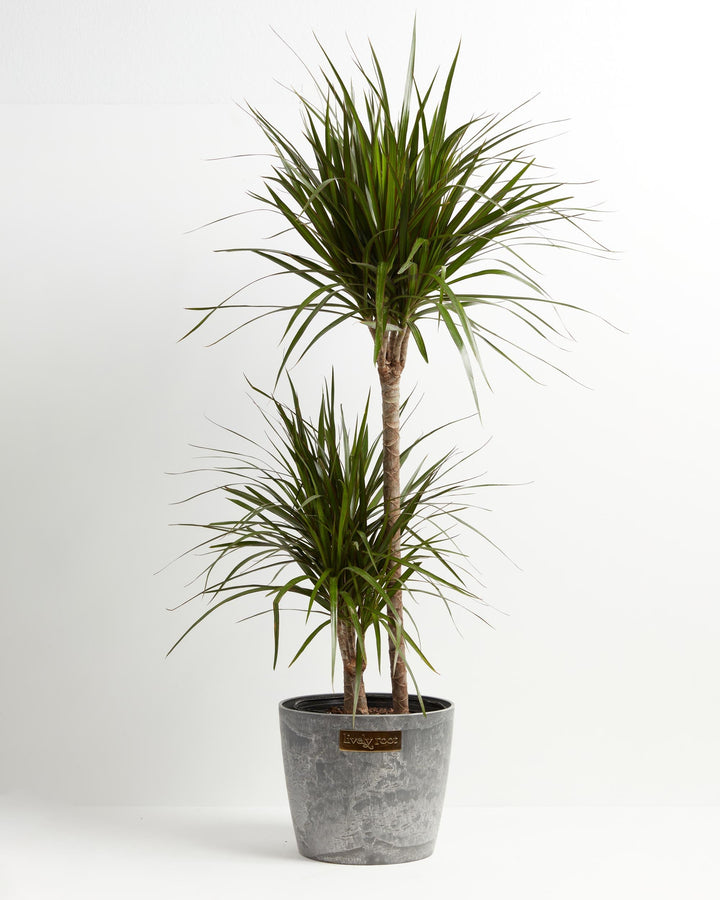 Dracaena Marginata (Dragon Tree Plant)