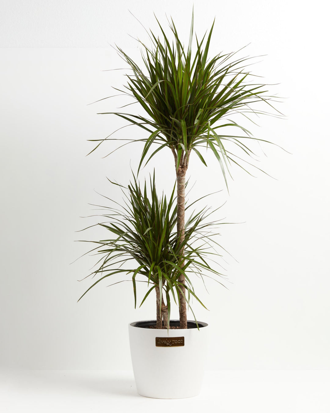 Dracaena Marginata (Dragon Tree Plant)
