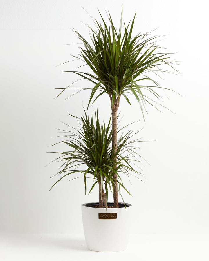 Dracaena Marginata (Dragon Tree Plant)