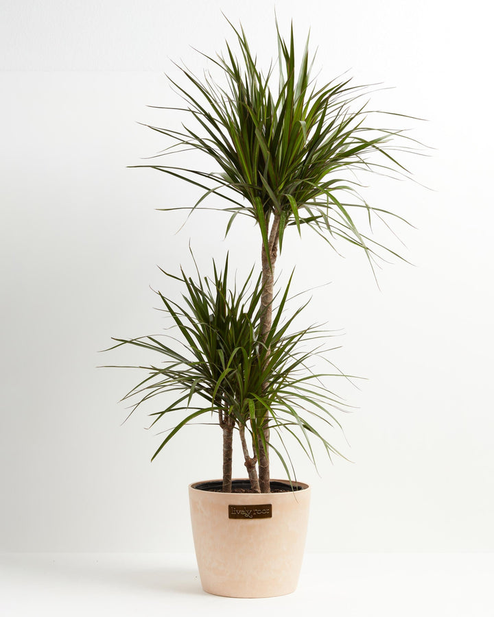 Dracaena Marginata (Dragon Tree Plant)