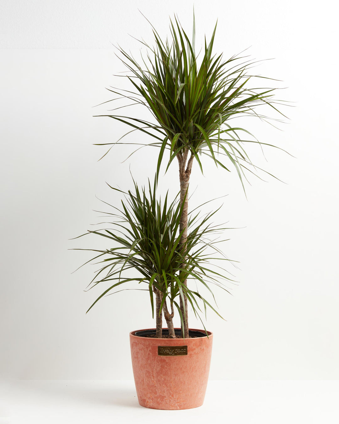 Dracaena Marginata (Dragon Tree Plant)