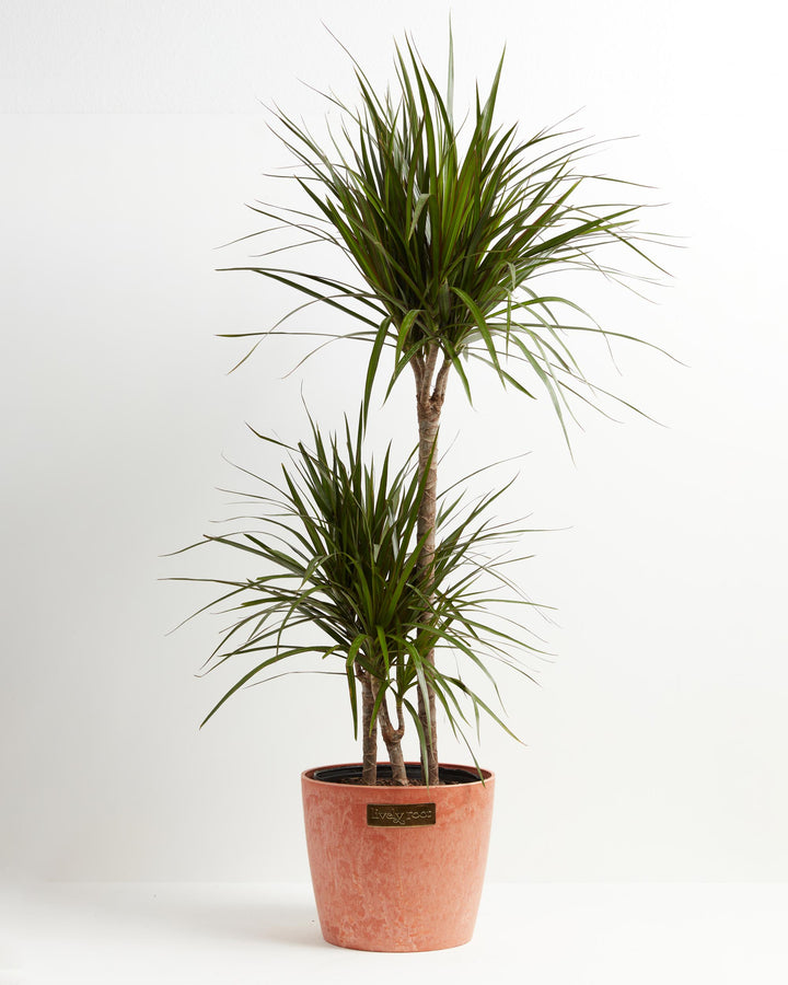 Dracaena Marginata (Dragon Tree Plant)