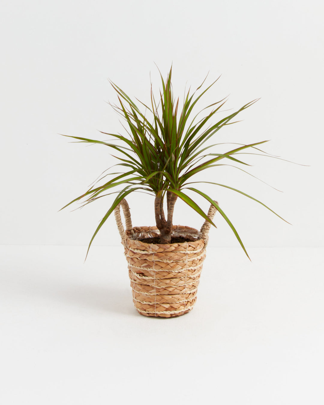 Dracaena Marginata (Dragon Tree Plant)