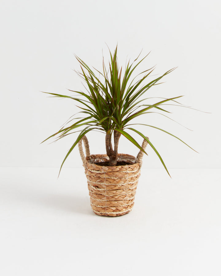 Dracaena Marginata (Dragon Tree Plant)