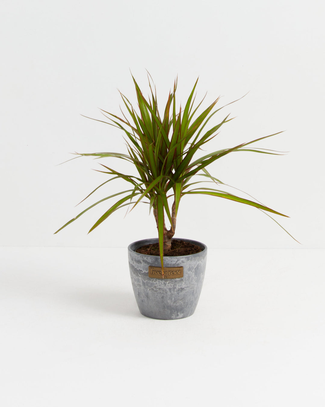 Dracaena Marginata (Dragon Tree Plant)