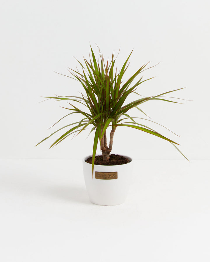Dracaena Marginata (Dragon Tree Plant)