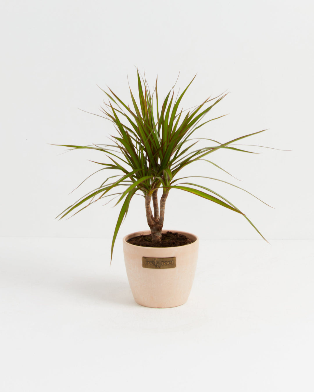 Dracaena Marginata (Dragon Tree Plant)