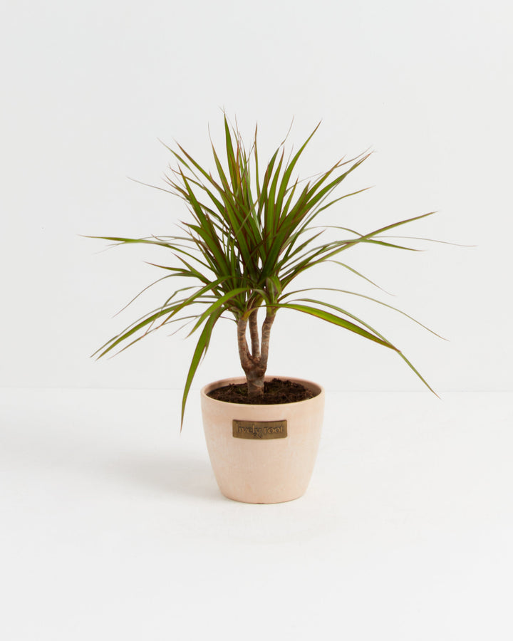 Dracaena Marginata (Dragon Tree Plant)