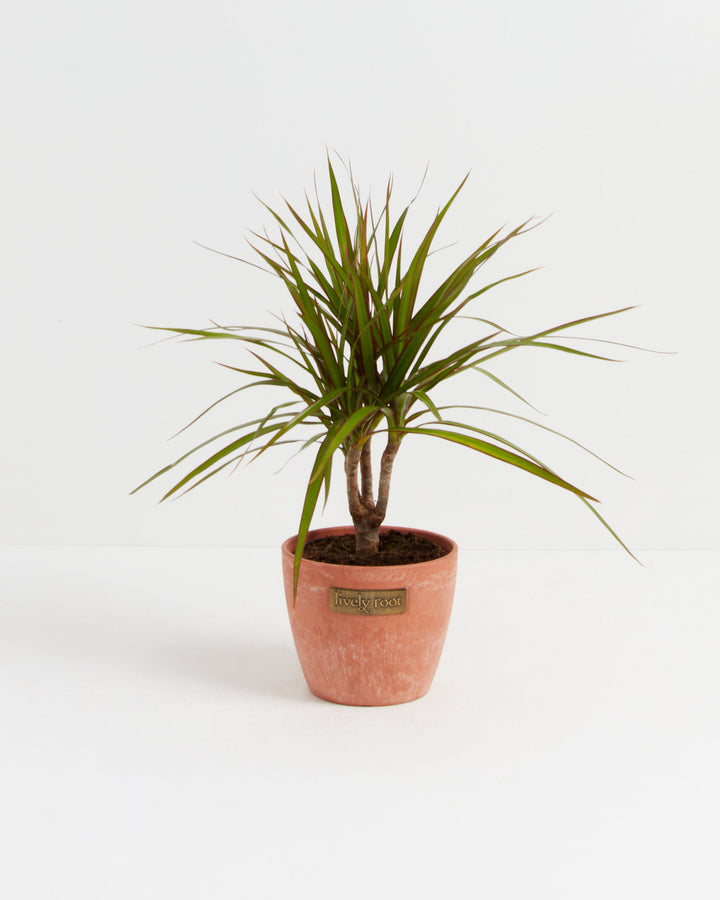 Dracaena Marginata (Dragon Tree Plant)