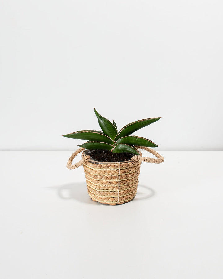 Sansevieria Samurai