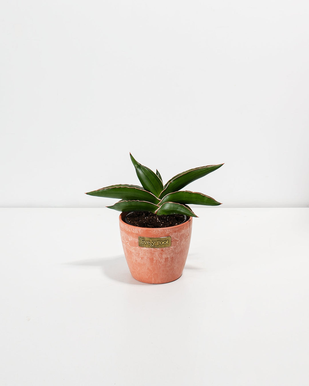 Sansevieria Samurai