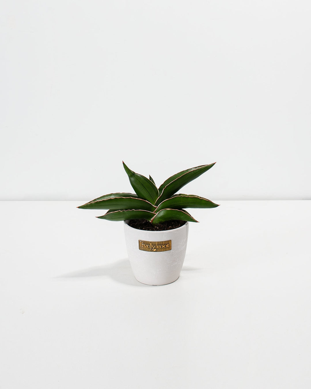 Sansevieria Samurai