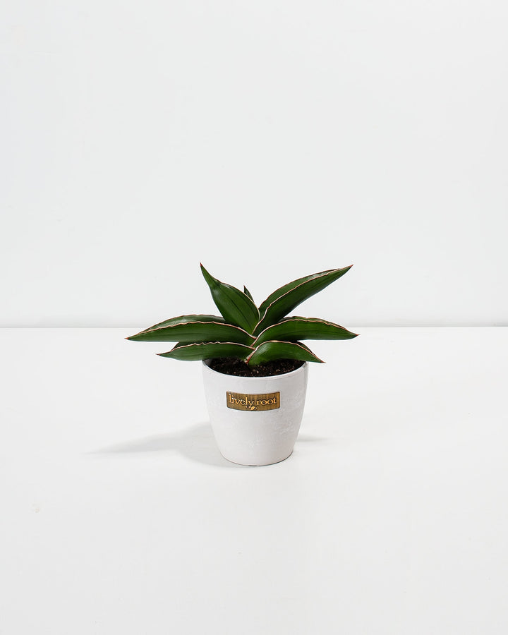 Sansevieria Samurai