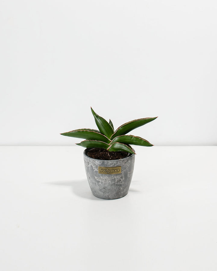 Sansevieria Samurai