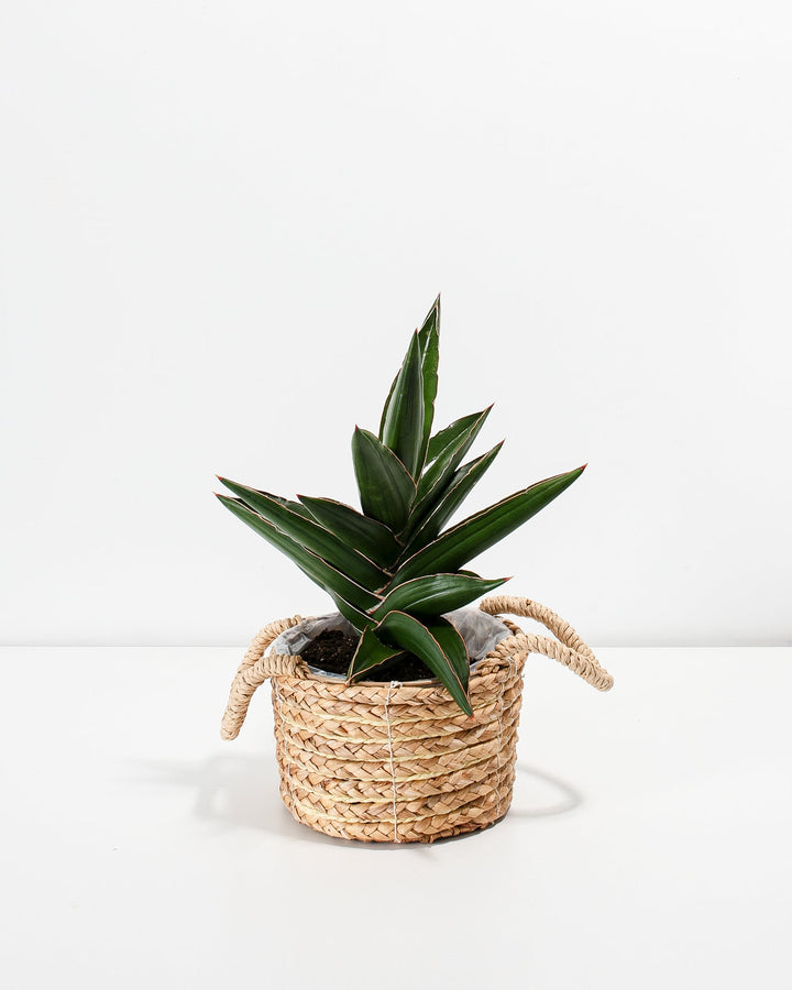 Sansevieria Samurai