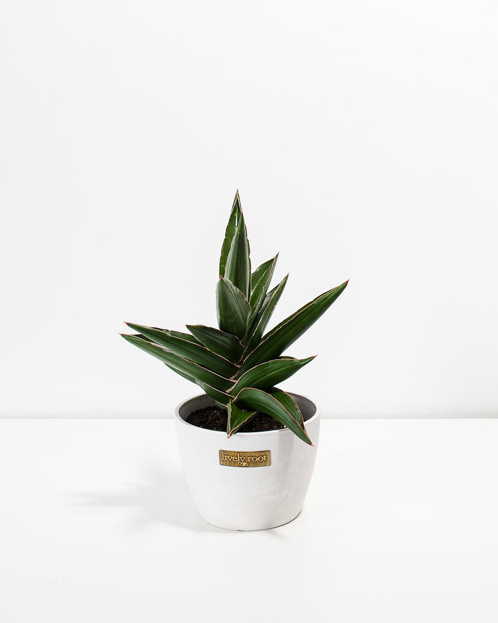 Sansevieria Samurai