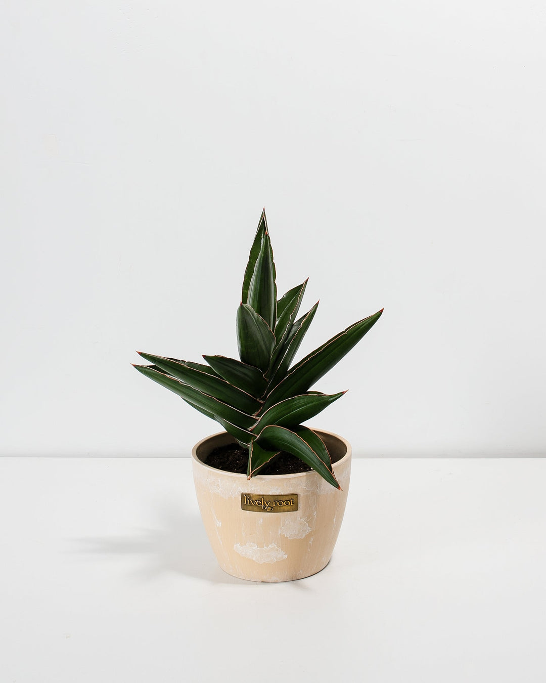 Sansevieria Samurai