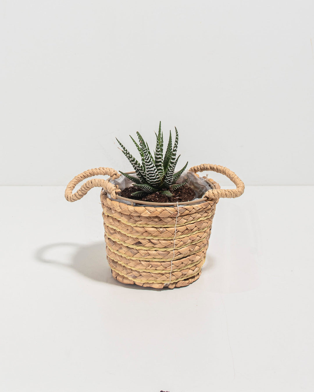 Zebra Haworthia Succulent