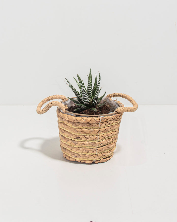 Zebra Haworthia Succulent