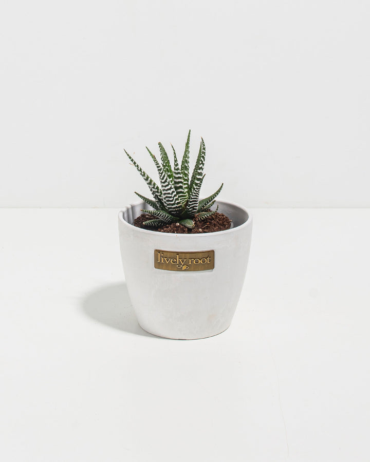 Zebra Haworthia Succulent
